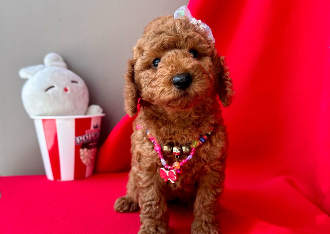 RED BROWN SAFKAN TOY POODLE BEBEKLER